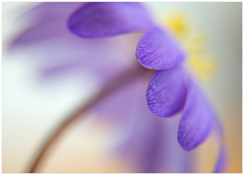015 Anemone Blanda.jpg 015 Anemone Blanda.jpg